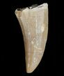 Mosasaurus Tooth - Unusual Species #6528-1
